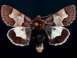 Heliothis proruptus