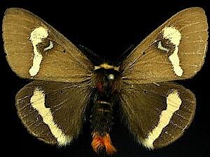 Hemileuca stonei