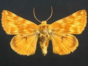 Xanthothrix neumoegeni