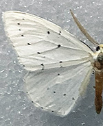 Cingilia orsona