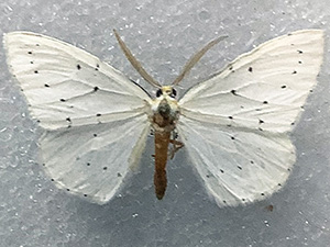 Cingilia orsona