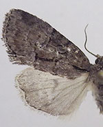 Cherokeea attakullakulla