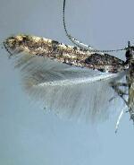 Caloptilia ostryaeella