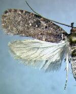 Agonopterix clemensella