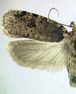 Agonopterix paulae