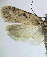 Agonopterix canadensis