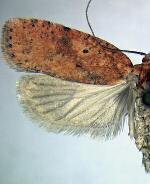 Agonopterix robiniella