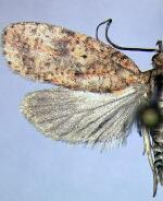 Agonopterix robiniella