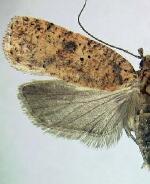 Agonopterix thelmae