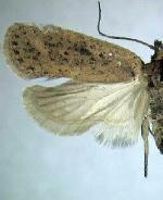 Agonopterix pergandeella