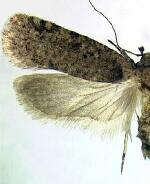 Agonopterix argillacea