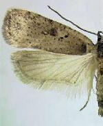 Agonopterix argillacea