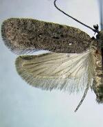 Agonopterix nebulosa