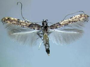 Caloptilia ostryaeella