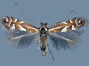 Phyllonorycter ledella