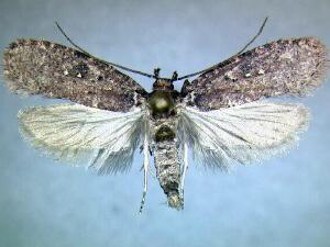 Agonopterix clemensella