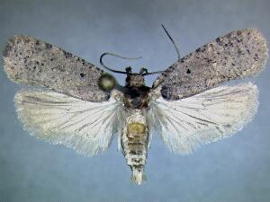 Agonopterix nigrinotella