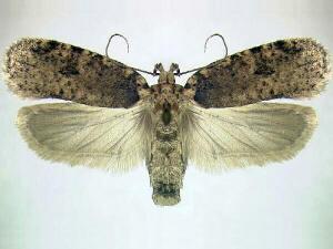 Agonopterix paulae