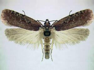 Agonopterix walsinghamella