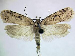 Agonopterix canadensis