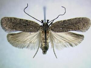 Agonopterix nebulosa