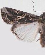 Spodoptera pulchella