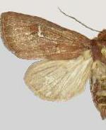 Resapamea angelika