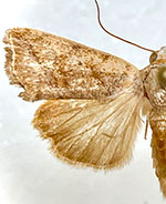 Ponometia bruchi