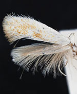 Coelopoeta phaceliae