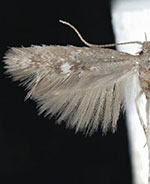 Coelopoeta maiadella