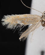 Coelopoeta fulminea