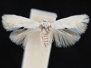 Coelopoeta phaceliae