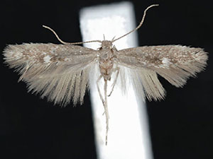 Coelopoeta maiadella