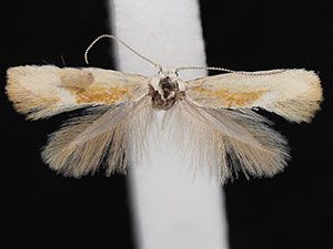 Coelopoeta fulminea