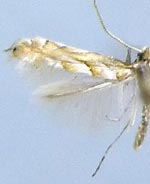 Phyllonorycter leucothorax