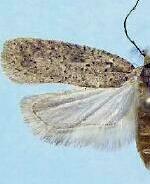 Agonopterix dammersi