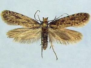 Tineidae sp.