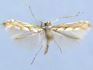 Phyllonorycter leucothorax