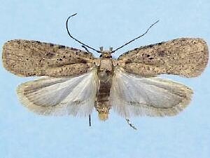 Agonopterix clarkei