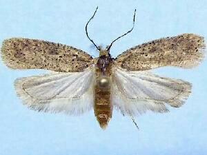 Agonopterix dammersi