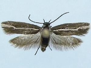 Ethmia tricula