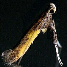 Caloptilia azaleella