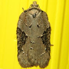 Acleris chalybeana