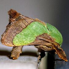 Parasa chloris