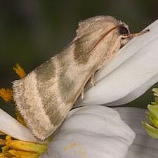 Schinia trifascia