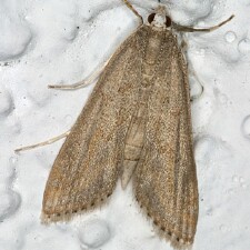 Parapoynx allionealis