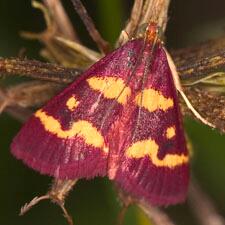 Pyrausta tyralis