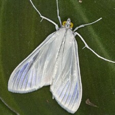 Palpita flegia