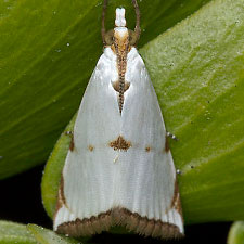 Argyria lacteella