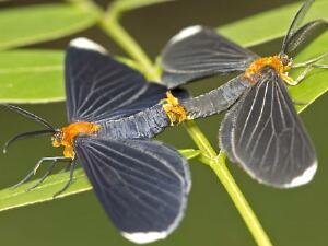 Melanchroia chephise